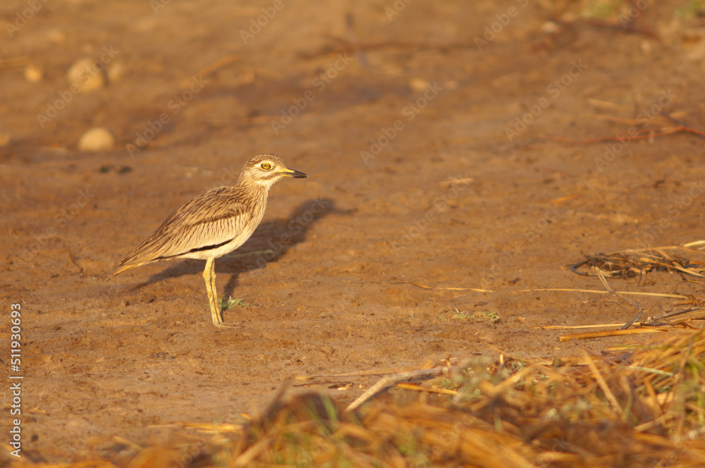 Senegal thick-knee Burhinus senegalensis in the Oiseaux du Djoudj National Park. Saint-Louis. Senegal. Senegal thick-knee Burhinus senegalensis in the Oiseaux du Djoudj National Park. Saint-Louis. Senegal.
