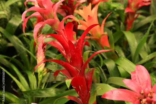 Colorful Guzmania Monostachia Rusby plants in the garden photo