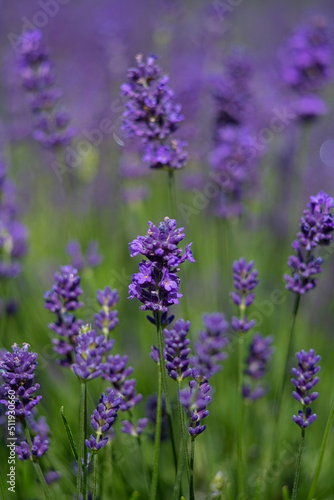 lush lavender background