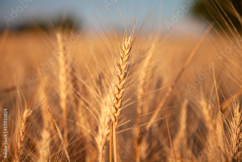 Ear of ripening wheat in a field in Eastern Europe 