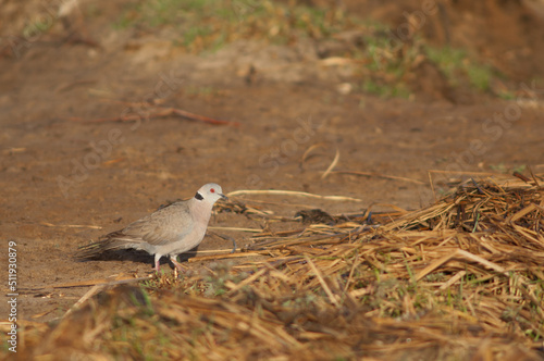 Mourning collared dove Streptopelia decipiens. Oiseaux du Djoudj National Park. Saint-Louis. Senegal.