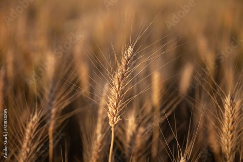 Ear of ripening wheat in a field in Eastern Europe 