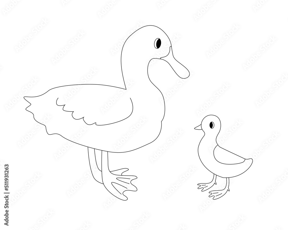 Fototapeta premium Cute duck with duckling outline illustration. Domestics birds isolated on the white background.