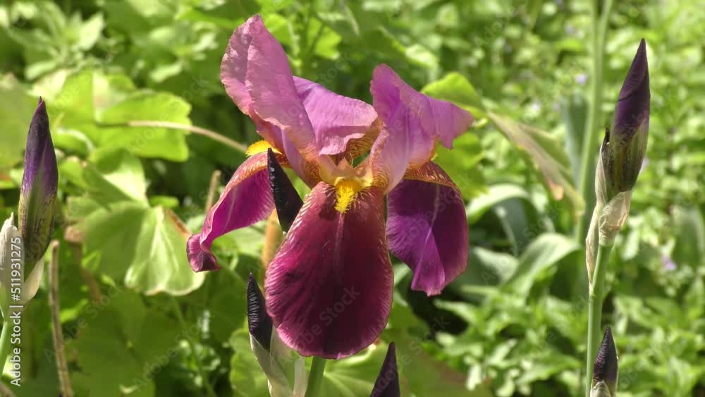 Flower purple bearded iris or Iris Germanica (Latin Iris germanica) in the summer garden Flower purple bearded iris or Iris Germanica (Latin Iris germanica) in the summer garden