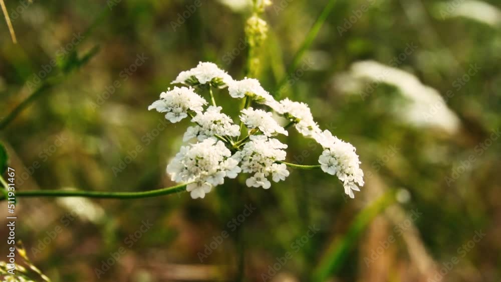 Slow motion with white flowers on defocused natural background. Slow motion with white flowers on defocused natural background.