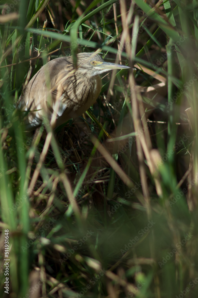 Squacco heron Ardeola ralloides among the vegetation. Oiseaux du Djoudj National Park. Saint-Louis. Senegal. Squacco heron Ardeola ralloides among the vegetation. Oiseaux du Djoudj National Park. Saint-Louis. Senegal.