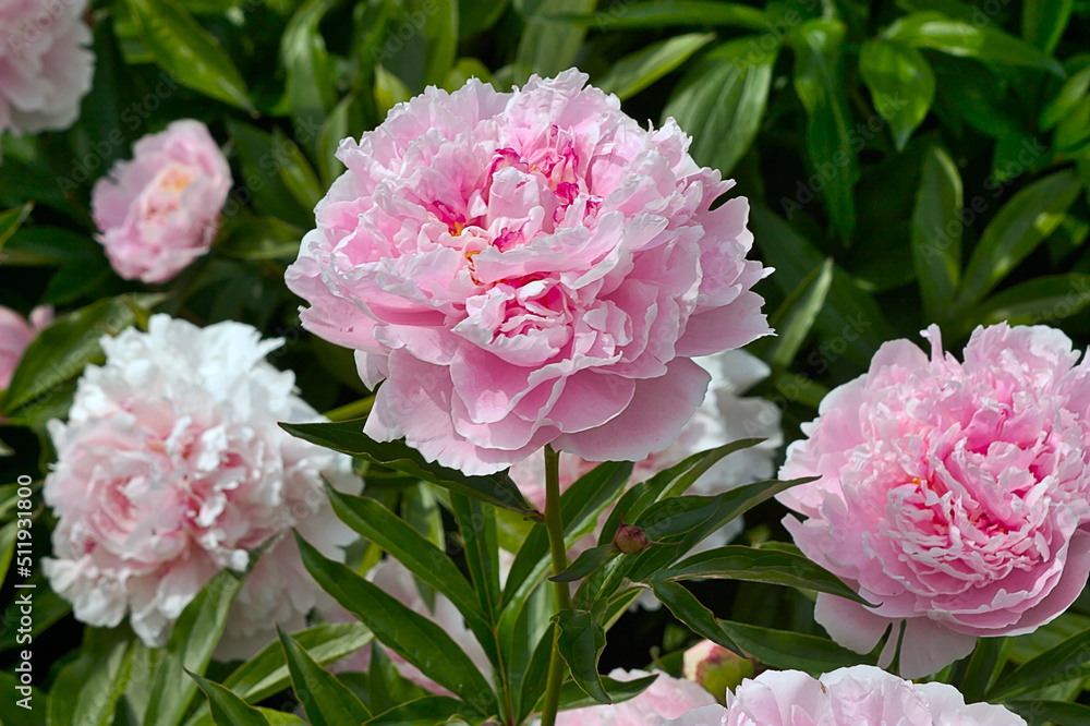 Bright peonies in the flower bed
