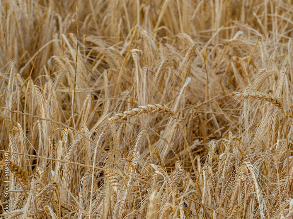 The ears of wheat with grain shake the wind. The cereal harvest ripens in summer. Ears of wheat against the sky in the sun. Grain field. It's time to harvest. Agricultural business. Organic wheat The ears of wheat with grain shake the wind. The cereal harvest ripens in summer. Ears of wheat against the sky in the sun. Grain field. It's time to harvest. Agricultural business. Organic wheat