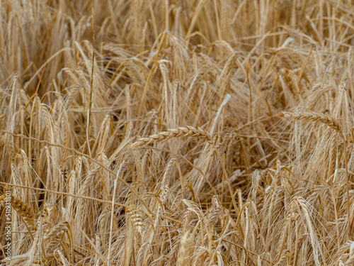 The ears of wheat with grain shake the wind. The cereal harvest ripens in summer. Ears of wheat against the sky in the sun. Grain field. It s time to harvest. Agricultural business. Organic wheat