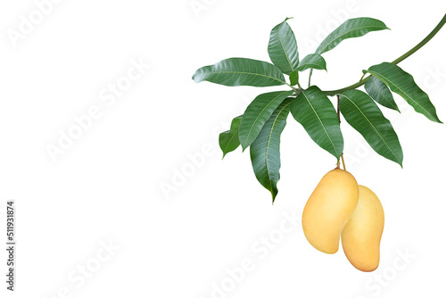 Ripe Mango Fruits Hanging on Tree Branch with Green Leaves Isola