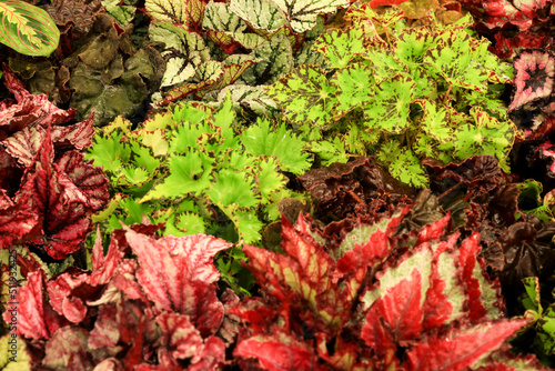 Colorful Begonia plants in the garden