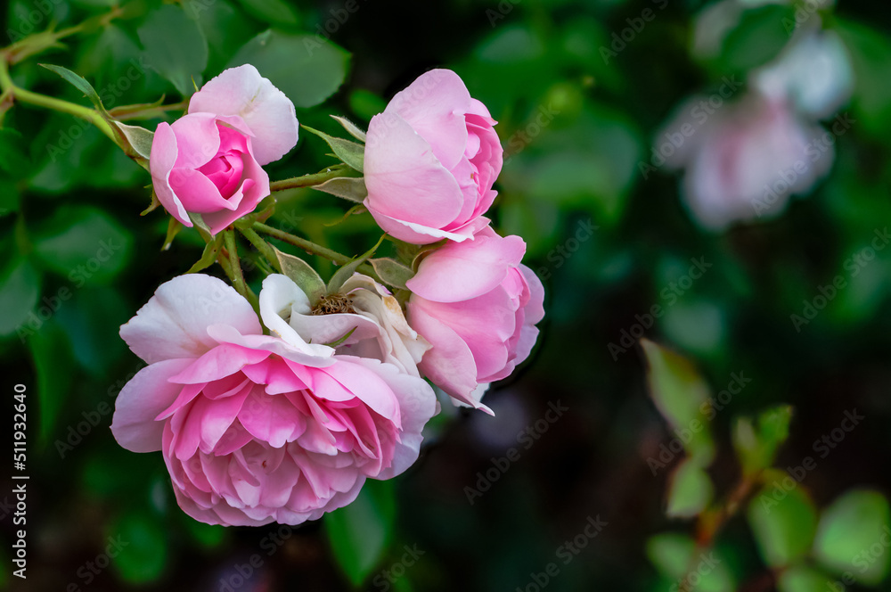 pink roses in their natural habitat in full bloom, multi-flowered bouquet of flowers at close range, elegant, intimate, romantic, delicate English roses pink roses in their natural habitat in full bloom, multi-flowered bouquet of flowers at close range, elegant, intimate, romantic, delicate English roses