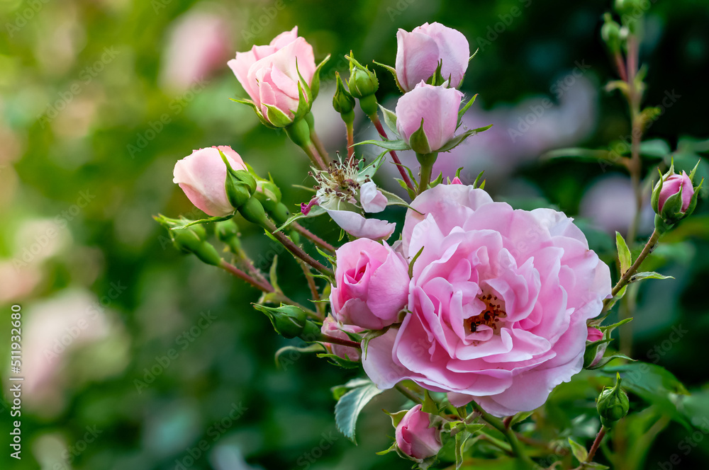 Obraz premium pink roses in their natural habitat in full bloom, multi-flowered bouquet of flowers at close range, elegant, intimate, romantic, delicate English roses