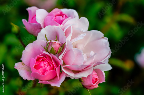 pink roses in their natural habitat in full bloom  multi-flowered bouquet of flowers at close range  elegant  intimate  romantic  delicate English roses
