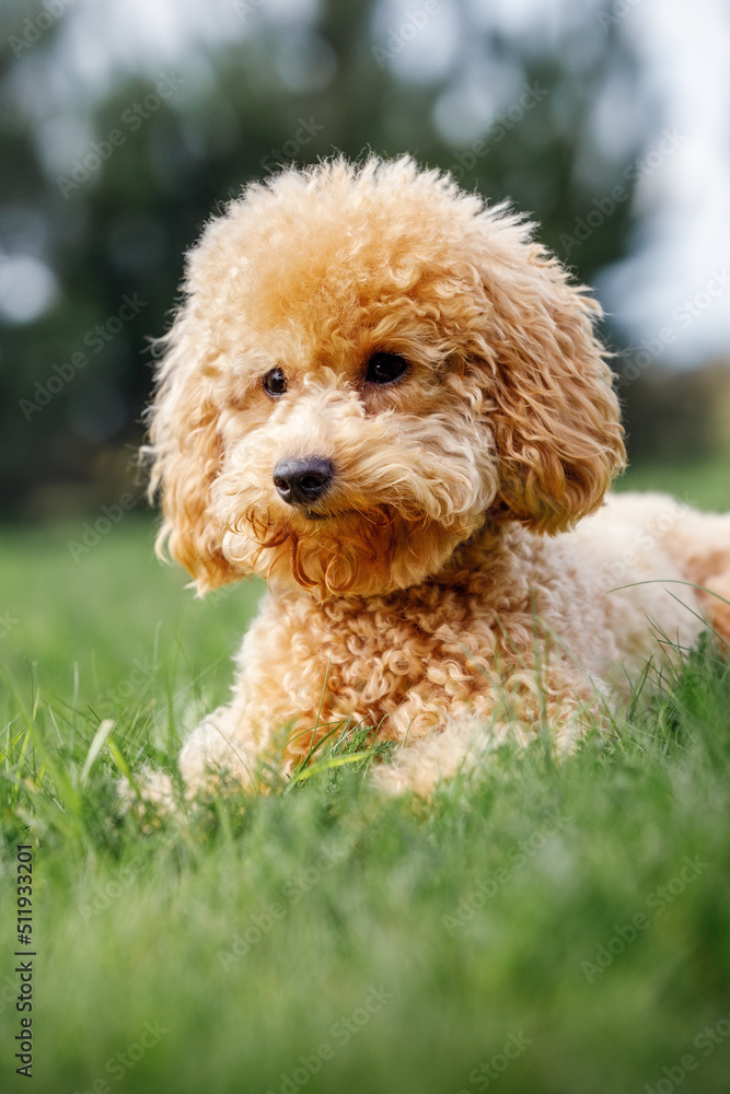 Portrait of small orange poodle on the grass. Pet in nature. Vertical photo Portrait of small orange poodle on the grass. Pet in nature. Vertical photo