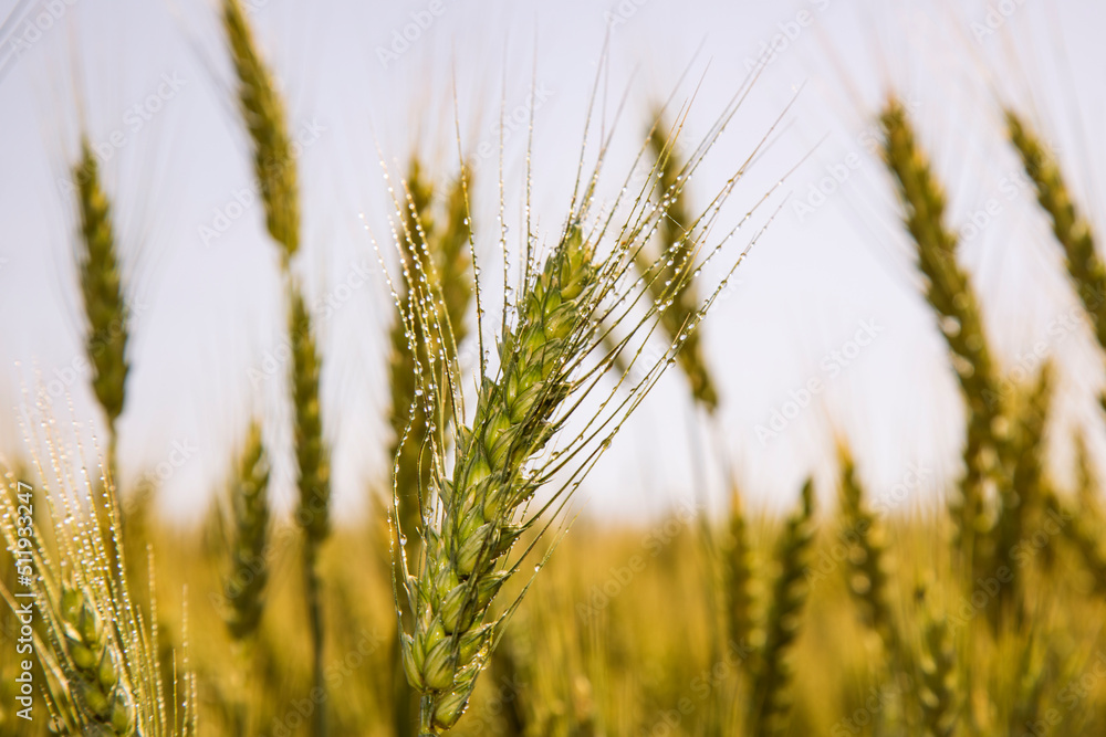 Fototapeta premium ears of young wheat in the field