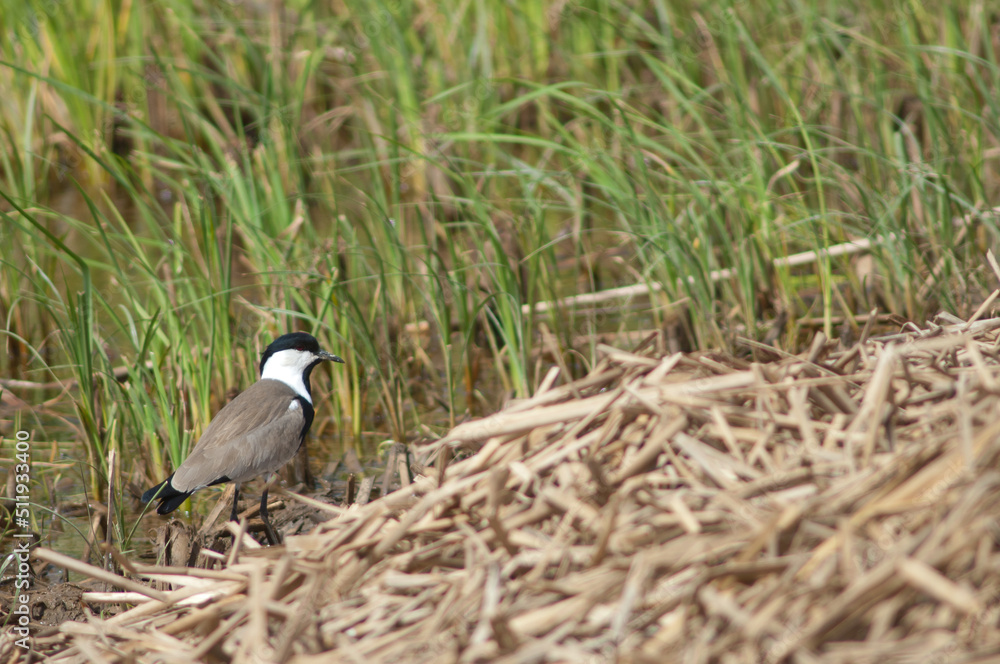 Spur-winged lapwing Vanellus spinosus in the Oiseaux du Djoudj National Park. Saint-Louis. Senegal. Spur-winged lapwing Vanellus spinosus in the Oiseaux du Djoudj National Park. Saint-Louis. Senegal.