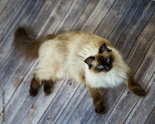 Konstfotografi Ragdoll cat on a wooden floor