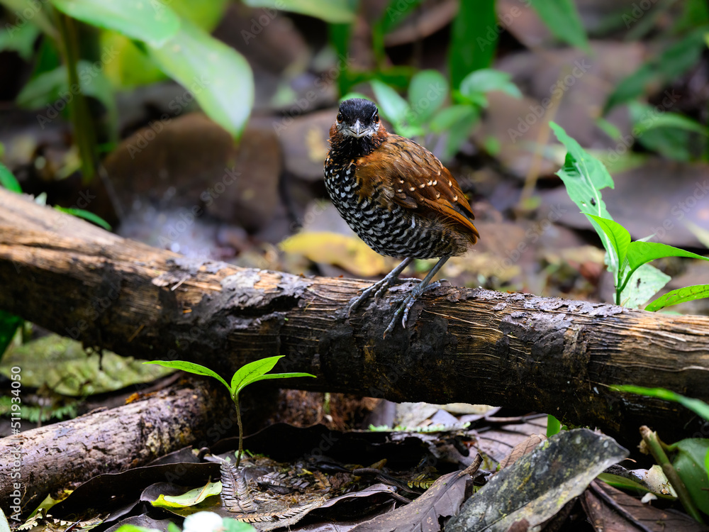 Black-crowned Antpitta standing on a log in rain forest Black-crowned Antpitta standing on a log in rain forest