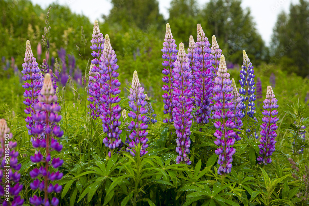 lupins in the meadow lupins in the meadow