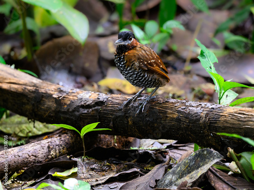 Black-crowned Antpitta standing on a log in rain forest photo