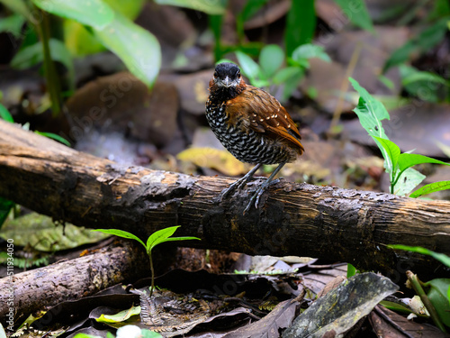 Black-crowned Antpitta standing on a log in rain forest