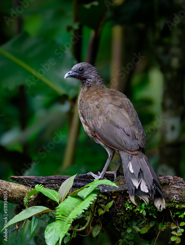Wallpaper Mural Grey-headed chachalaca standing on log against green background Torontodigital.ca
