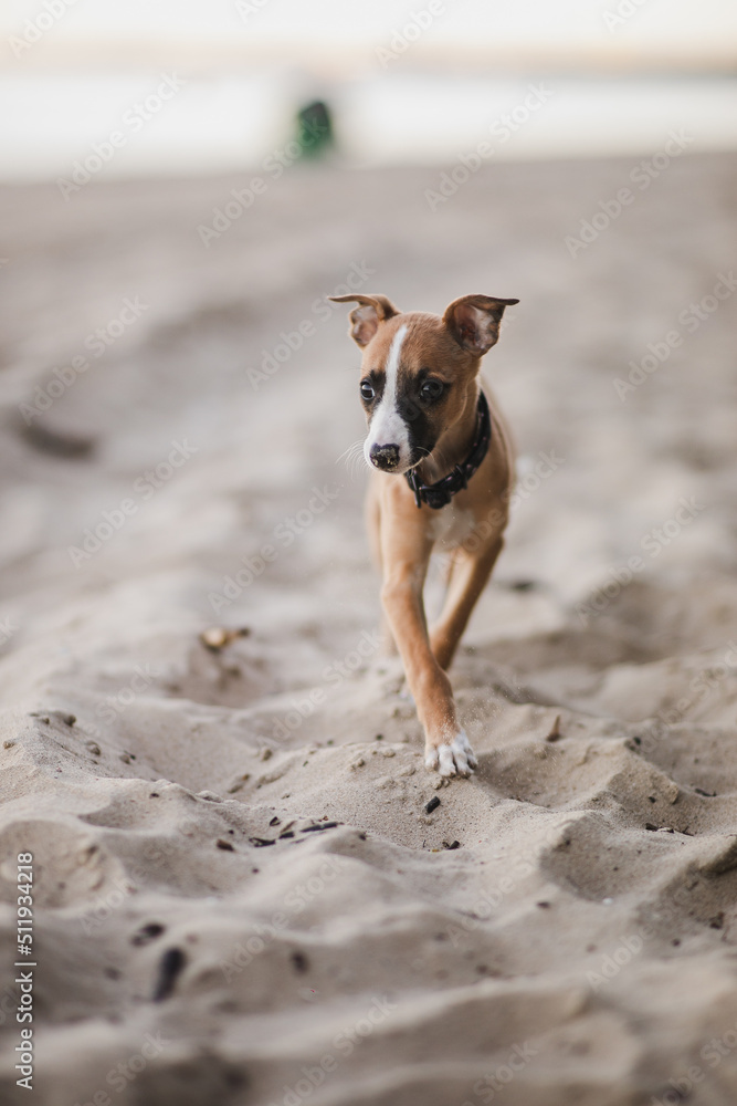 Jasny szczeniak whippet poznaje plaże