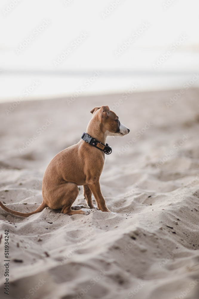 Jasny szczeniak whippet pierwszy raz na plaży