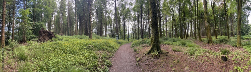 Bright green ancient forest in Ireland during the summer Bright green ancient forest in Ireland during the summer