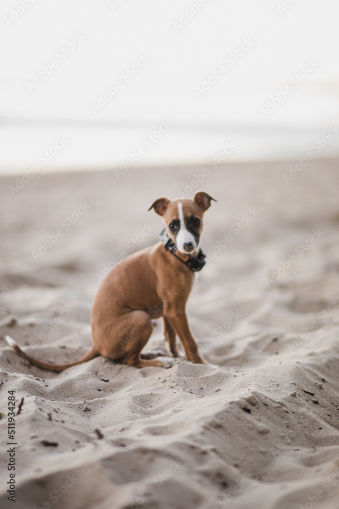 Jasny szczeniak whippet nad morzem