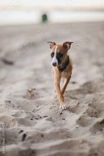 Obraz na płótnie Jasny szczeniak whippet poznaje plaże w salonie