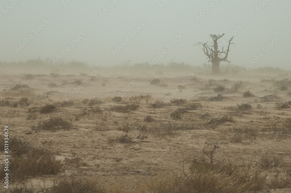 Dust storm in a desert landscape. Oiseaux du Djoudj National Park. Saint-Louis. Senegal.