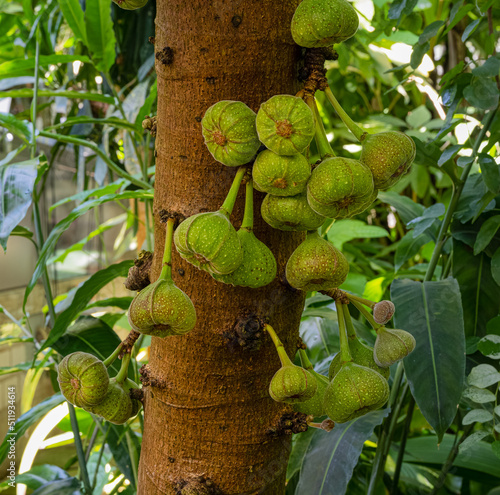 Ficus auriculata, Roxburgh Fig close_up of fruits on a tree. photo