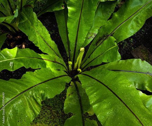 Asplenium nidus, Bird‘s nest fern center with wet leaves