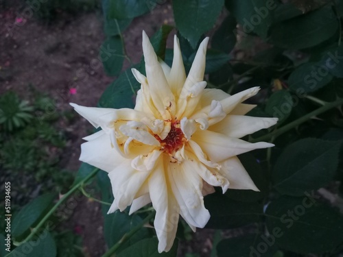 orange lily flower