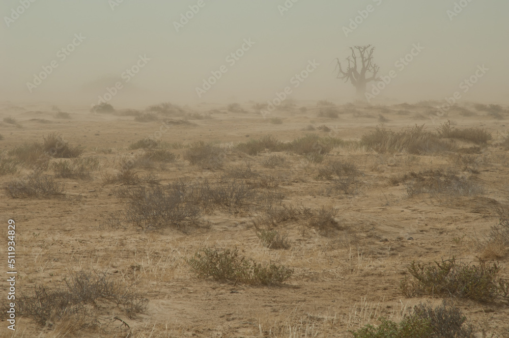 Dust storm in a desert landscape. Oiseaux du Djoudj National Park. Saint-Louis. Senegal.