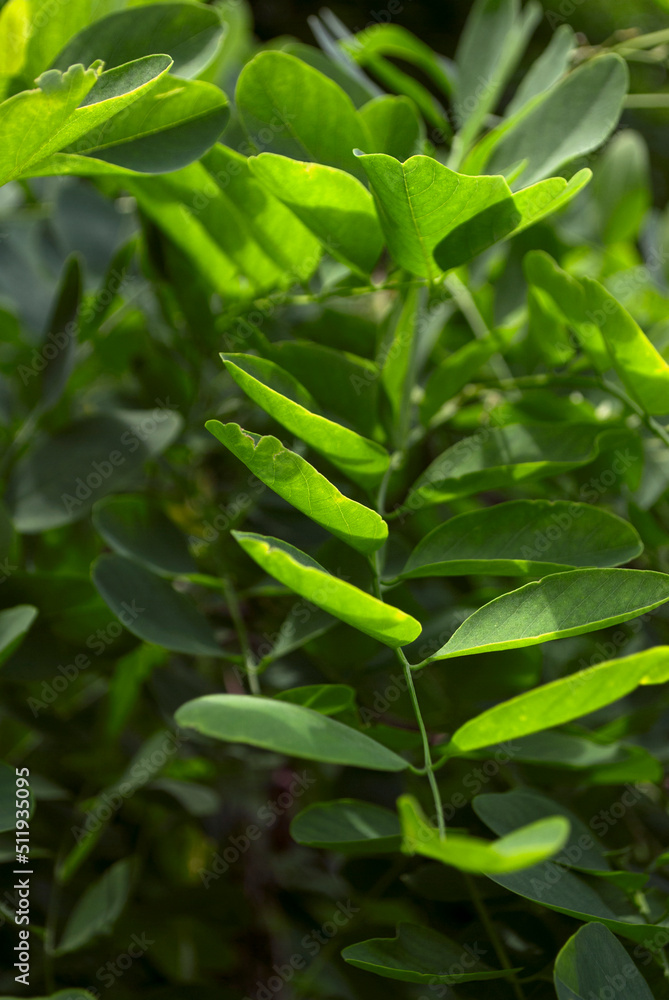 Obraz premium Green leaf plant close-up. Natural background. Green background. Acacia. International day of forests