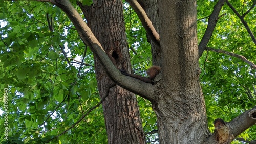 Squirrel laying in a tree