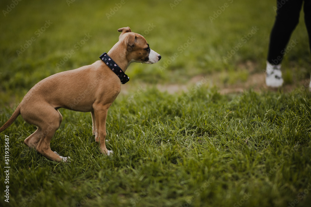 Szczeniak whippet bawi się na trawniku