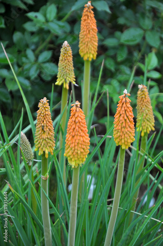 Kniphofia uvaria blooms in the garden