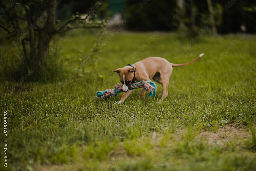 Szczeniak whippet bawi się zabawką szarpakiem na trawie