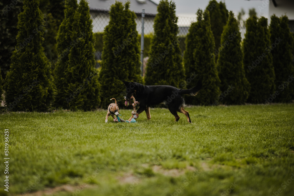 Szczeniak whippet bawi się z dorosłym czarnym psem na zielonym podwórku