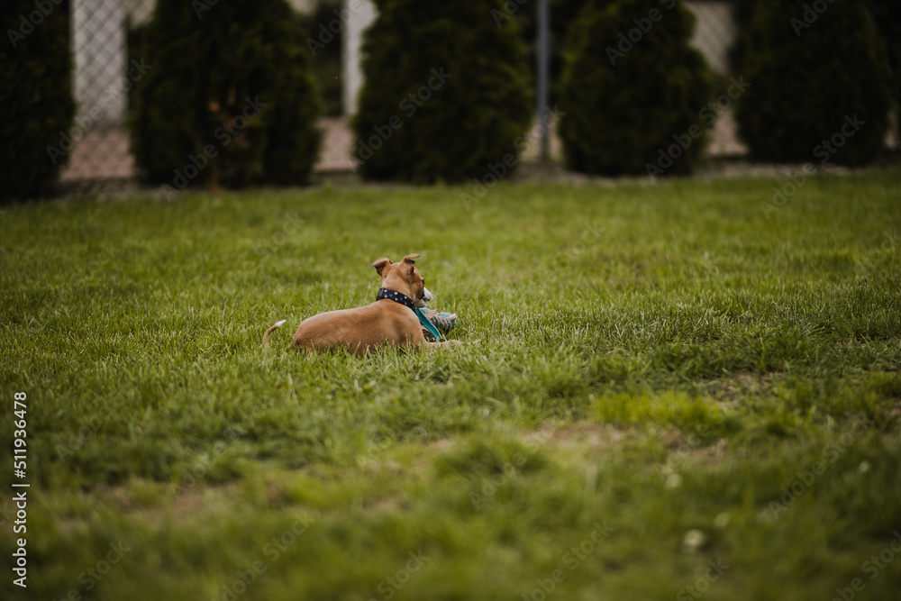 Szczeniak rasy whippet leży spokojnie na trawie