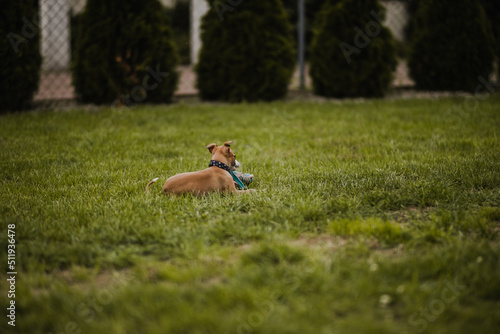 Obraz na płótnie Szczeniak rasy whippet leży spokojnie na trawie w salonie