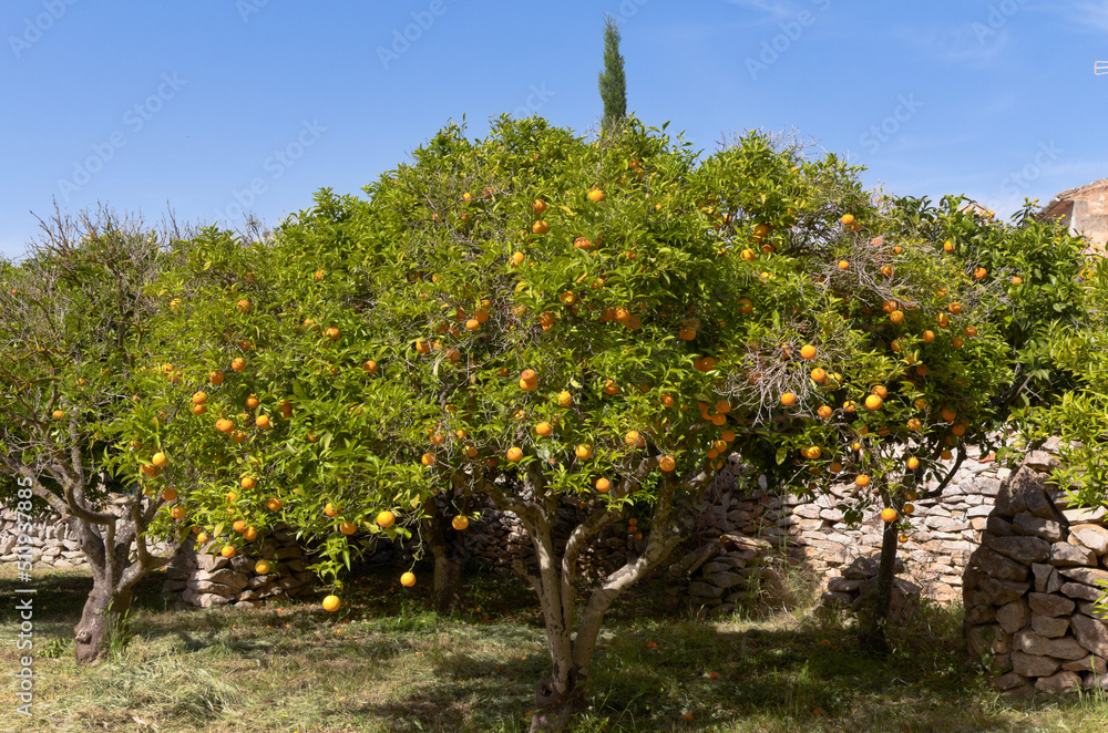 mandarin tree - Porreres - Mallorca