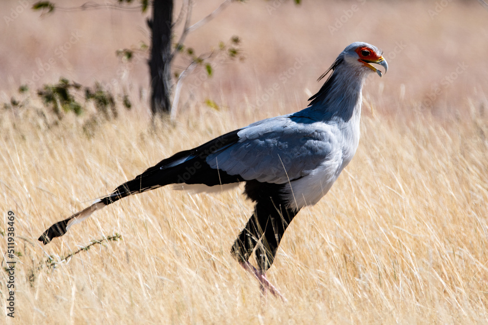 Obraz premium Secretary bird hunting in the savannah in Namibia Africa
