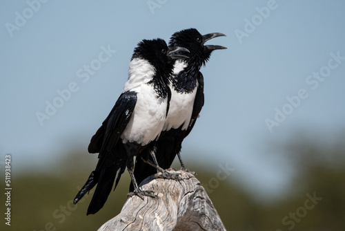 Two Pied crows  Corvus albus  in Etosha Nationalpark  Namibia. Africa.