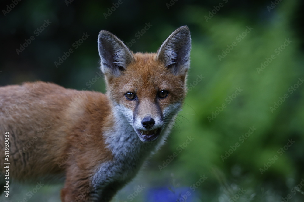 Urban fox family exploring the garden Urban fox family exploring the garden