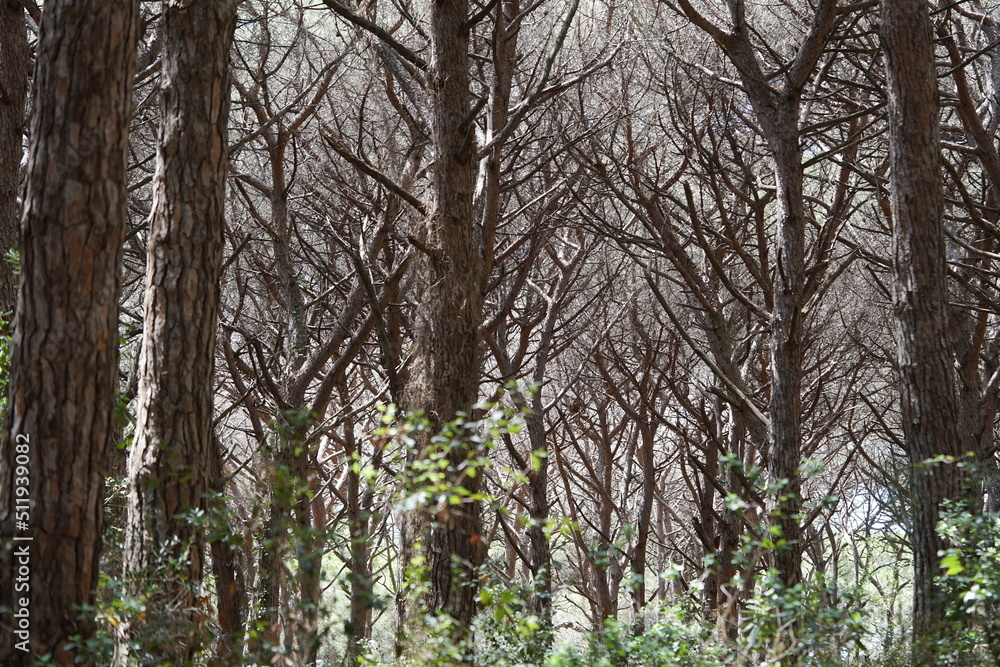 the countryside in Tuscany, a Pine forest the countryside in Tuscany, a Pine forest